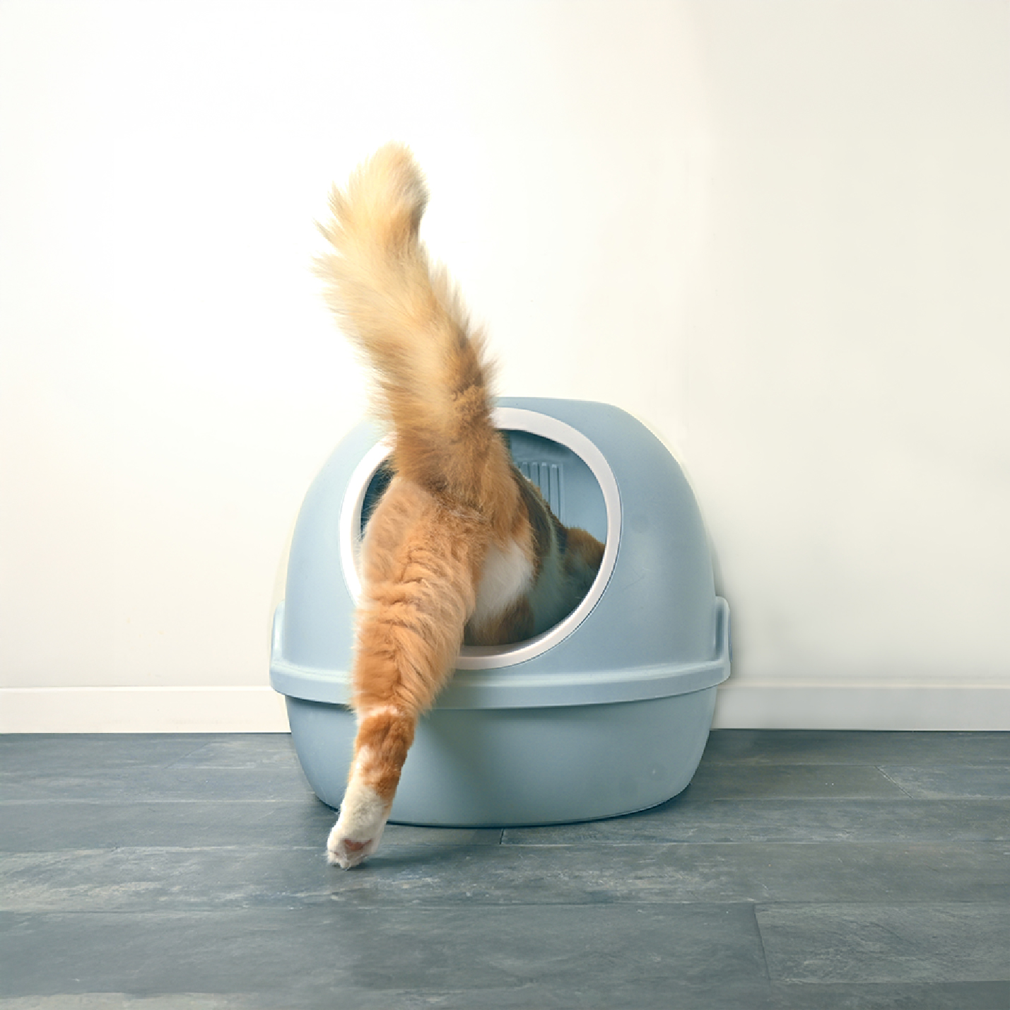 Gato naranja entrando al arenero.jpg